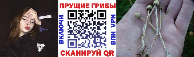 Купить закладки  Нерчинск  Галлюциногенные грибы MAGIC MUSHROOMS 